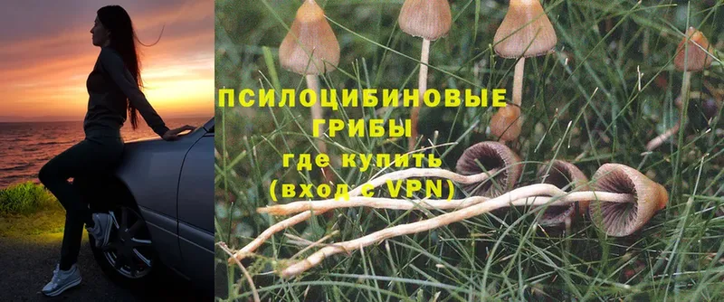 Галлюциногенные грибы Psilocybine cubensis  Мытищи 